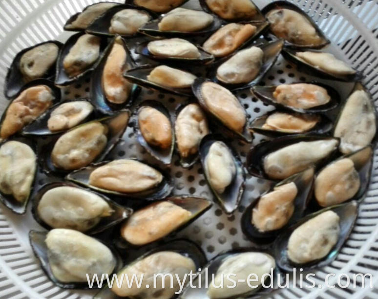 natural flavor hot sale frozen half shell mussels